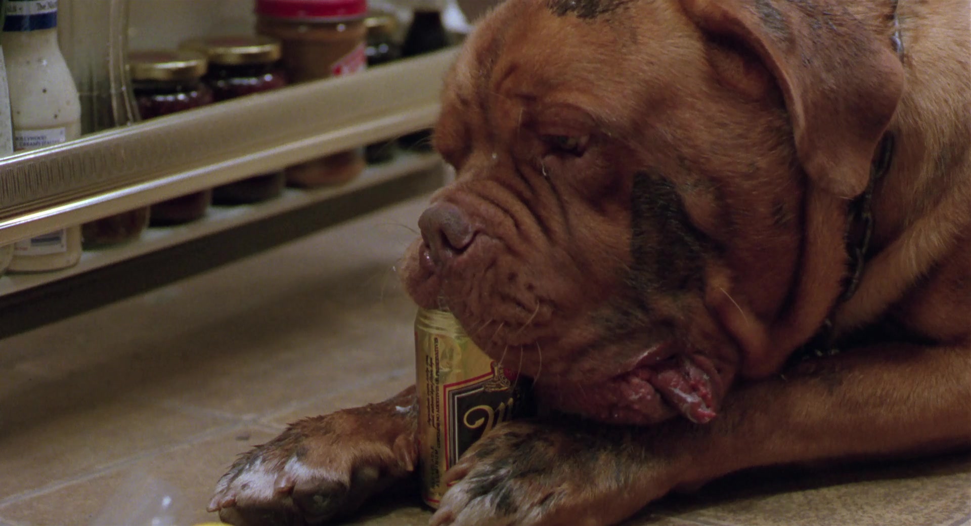 Miller Genuine Draft Beer Enjoyed by Beasley the Dog as Hooch (Dogue de Bor...